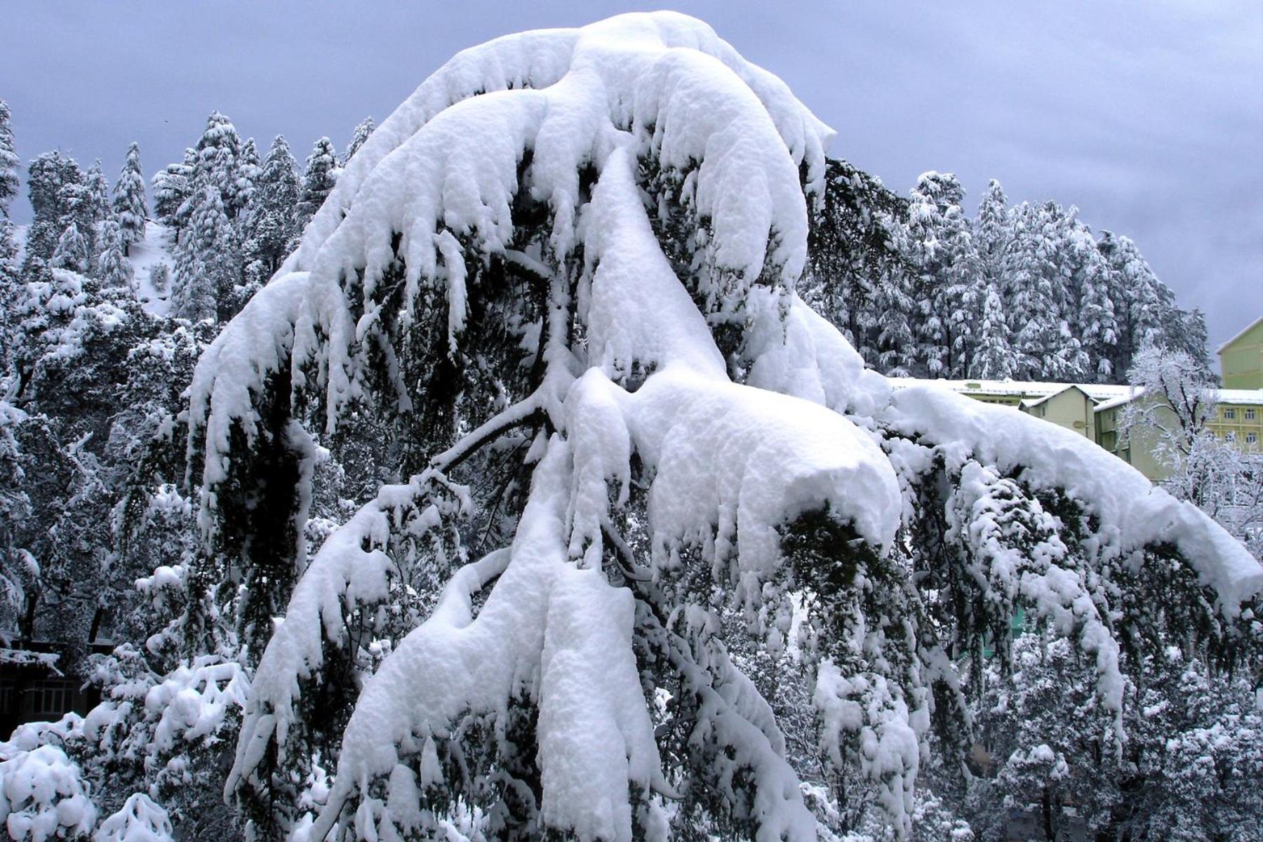 Mountain And Peace Shimla Exterior foto